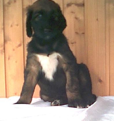 welp24-4-02_06.jpg (18221 Byte)